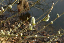 Frühlingssuche im Böttchers Moor