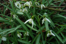 Frühlingssuche im Böttchers Moor