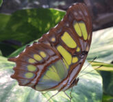 Ausflug zur Botanica